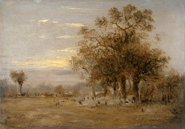 sheep grazing